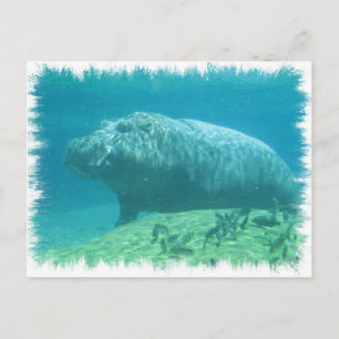 Cartão Postal Cartão-postal Hippopatumus Habitat