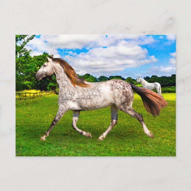 Cartão Postal Cartão-Postal "Holly On Move" (Frente)