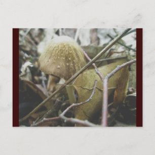 Cartão Postal Cartão-postal Hoodie Mushroom