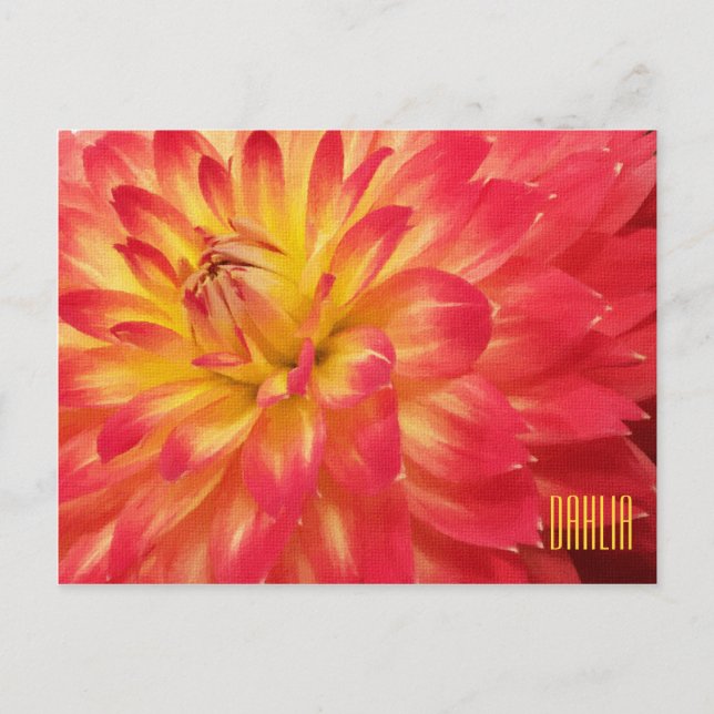 Cartão Postal Cartão-postal Horizonal Amarelo e Rosa Dahlia (Frente)