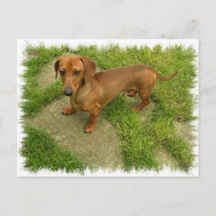Cartão Postal Cartão-postal horizontal Daschund