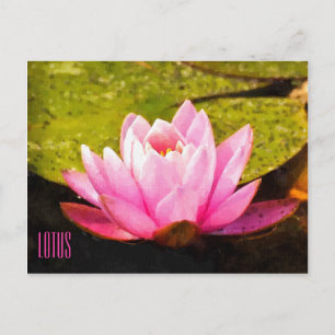 Cartão Postal Cartão-postal Horizontal Lotus Rosa