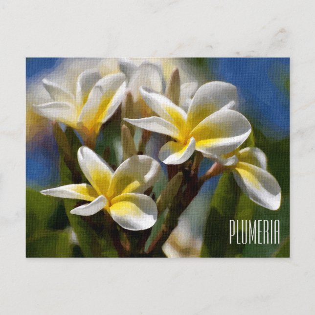 Cartão Postal Cartão-postal Horizontal Plumeria (Frente)