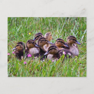 Cartão Postal Cartão-postal Huddle Duckling