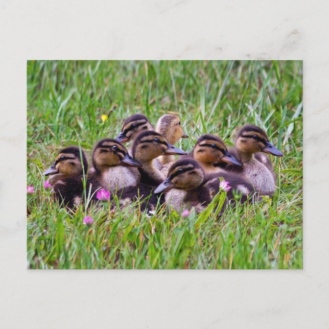 Cartão Postal Cartão-postal Huddle Duckling (Frente)
