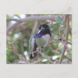 Cartão Postal Cartão-postal Hummingbird