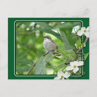 Cartão Postal Cartão-postal Hummingbird