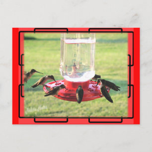 Cartão Postal Cartão-postal Hummingbird