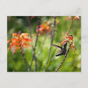 Cartão Postal Cartão-postal Hummingbird