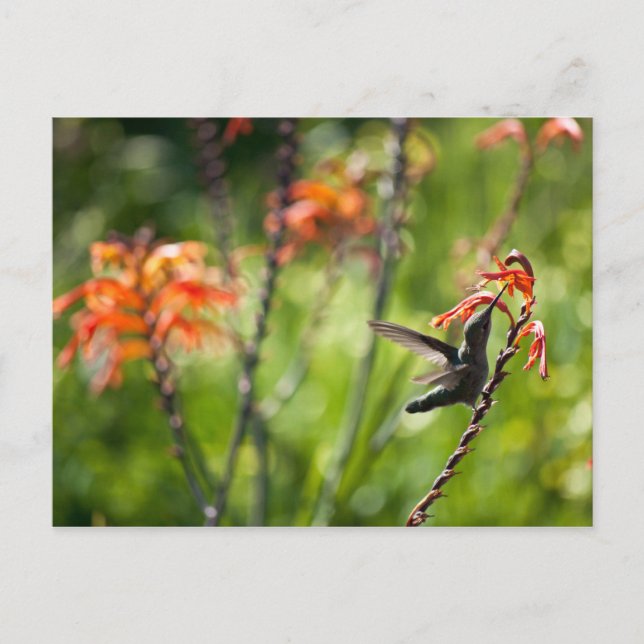 Cartão Postal Cartão-postal Hummingbird (Frente)
