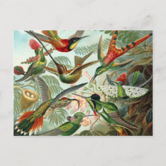 Cartão Postal Cartão-postal Hummingbird