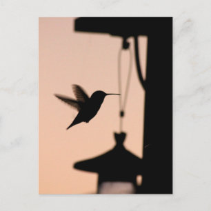 Cartão Postal Cartão-postal Hummingbird