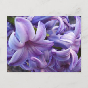 Cartão Postal Cartão-postal Hyacinth Flowers
