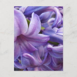 Cartão Postal Cartão-postal Hyacinth Flowers