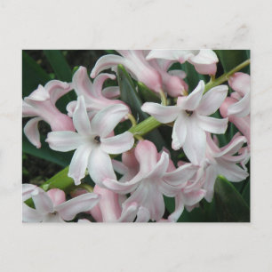 Cartão Postal Cartão-postal Hyacinths