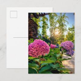 Cartão Postal Cartão-postal Hydrangea!