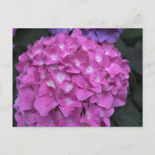 Cartão Postal Cartão-postal Hydrangea