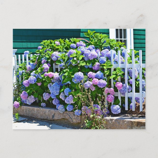 Cartão Postal Cartão-postal Hydrangea (Frente)