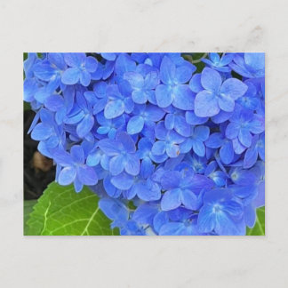 Cartão Postal Cartão-postal Hydrangea azul