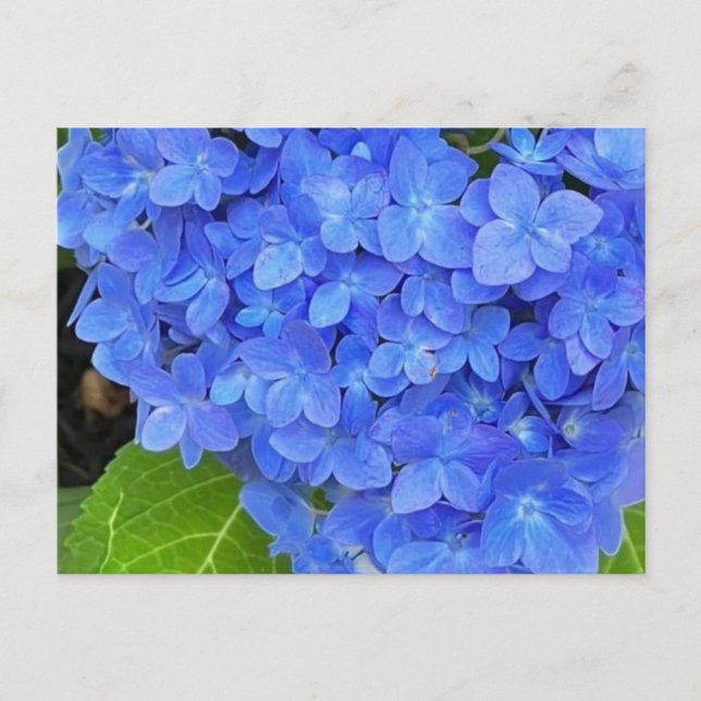 Cartão Postal Cartão-postal Hydrangea azul (Frente)