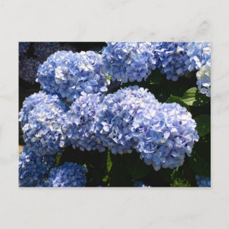 Cartão Postal Cartão-postal Hydrangea azul