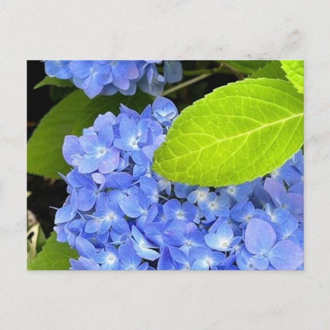 Cartão Postal Cartão-postal Hydrangea azul (Frente)