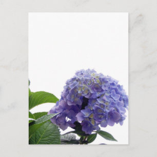 Cartão Postal Cartão-postal Hydrangea Bush