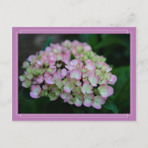 Cartão Postal Cartão-postal Hydrangea Nigra