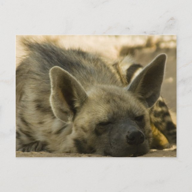 Cartão Postal Cartão-postal Hyena de dormir (Frente)