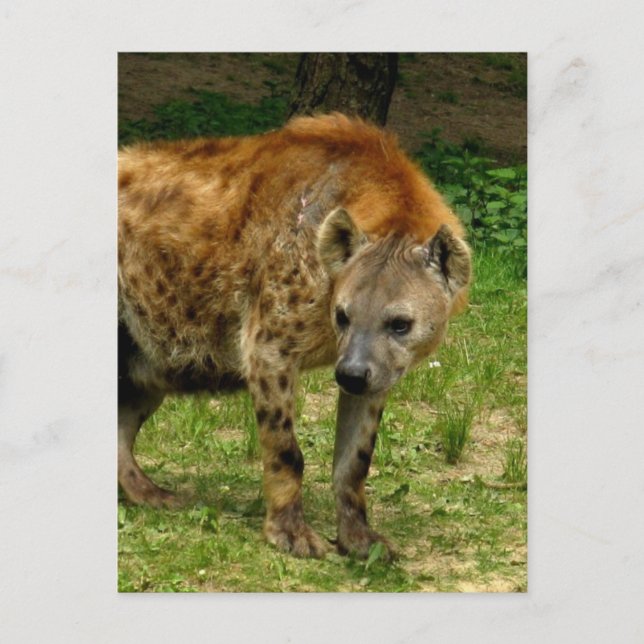Cartão Postal Cartão-postal Hyena Prowl (Frente)