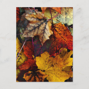Cartão Postal Cartão-postal - 'I Love Fall' de Joanne Coyle