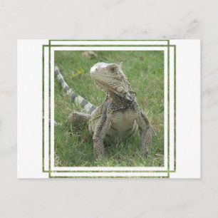 Cartão Postal Cartão-postal Iguana