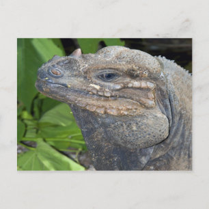 Cartão Postal Cartão-postal Iguana