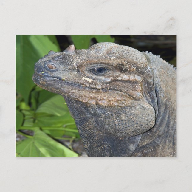 Cartão Postal Cartão-postal Iguana (Frente)