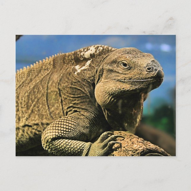 Cartão Postal Cartão-postal Iguana (Frente)