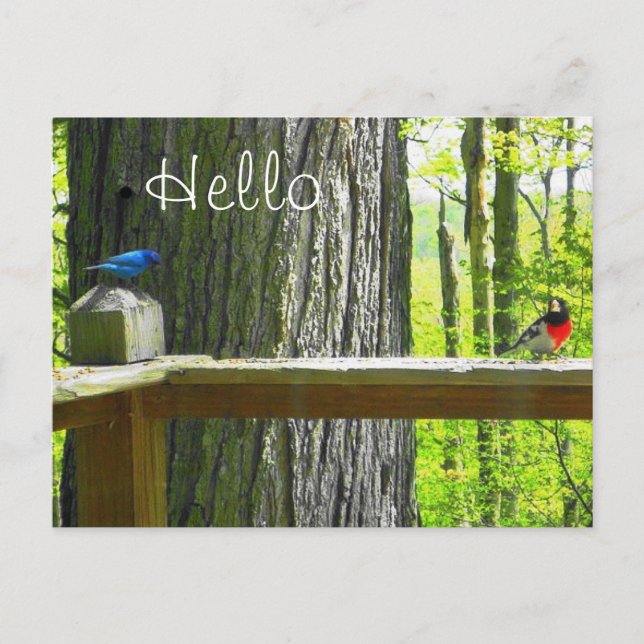 Cartão Postal Cartão-postal Indigo Bunting & Rosa Breast Grosbea (Frente)