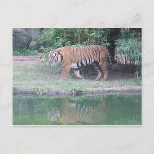 Cartão Postal Cartão-postal "Indochinês Tiger"