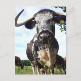 Cartão Postal Cartão-postal inglês Longhorn Cattle