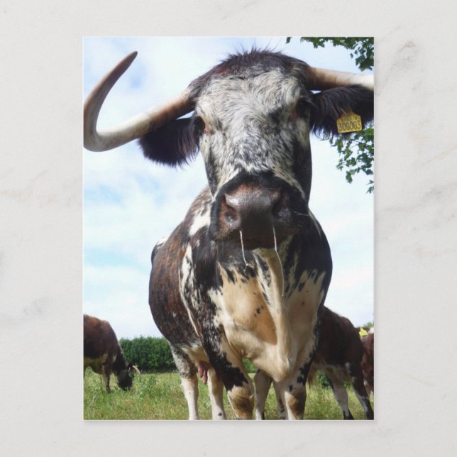 Cartão Postal Cartão-postal inglês Longhorn Cattle (Frente)