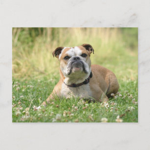Cartão Postal Cartão-postal inglês para Buldogue