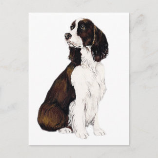 Cartão Postal Cartão-postal inglês Springer Spaniel Dog Art