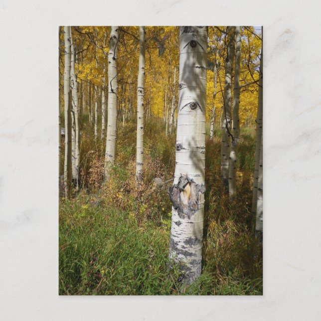 Cartão Postal Cartão-postal Inspirativo (Frente)