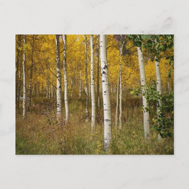 Cartão Postal Cartão-postal Inspirativo (Frente)