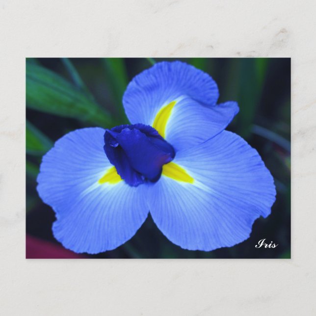 Cartão Postal Cartão-postal Iris Azul (Frente)