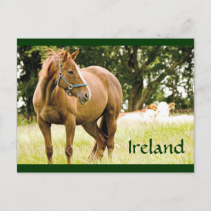 Cartão Postal Cartão-postal Irlanda (Cavalo no Campo)