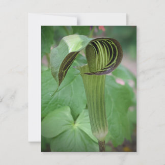 Cartão Postal Cartão-postal Jack-In-The-Pulpit