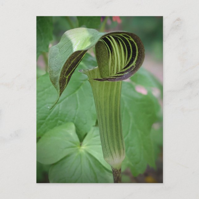 Cartão Postal Cartão-postal Jack-In-The-Pulpit (Frente)