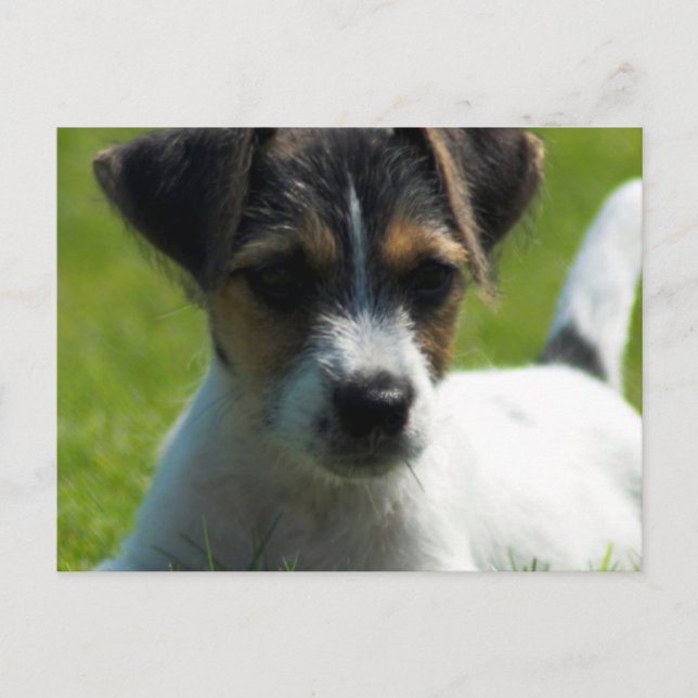 Cartão Postal Cartão-postal Jack Russell Puppy (Frente)