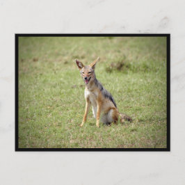 Cartão Postal Cartão-postal Jackal