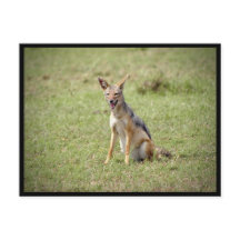 Cartão-postal Jackal